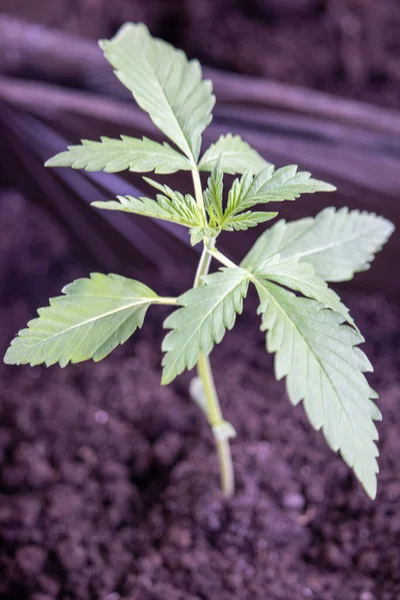 Primeira Semana Crescimento Variedades Maconha Grande Nascer Sol Pote Peitoril — Fotografia de Stock