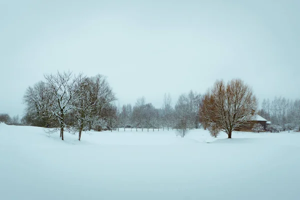 Arbres Près Étang Gelé — Photo