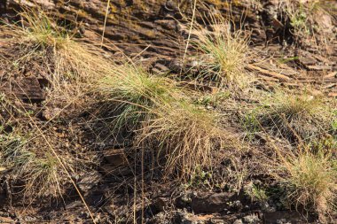 Çimenler taşların arasında büyür. Fotoğraf güneşli bir günde çekildi..