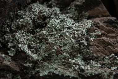 Eski bir taşın üzerindeki mantar. 