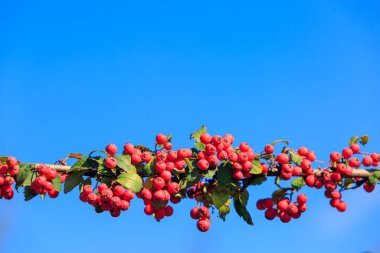 Mavi gökyüzüne karşı böğürtlenli kokteyl.