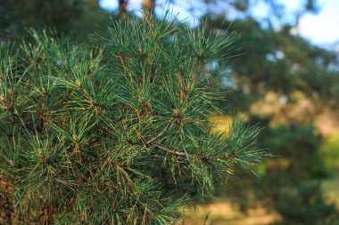 Parkta yakın bir çam dalı.