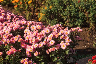 Kasımpatılar güneşli bir günde bir sokak yatağında