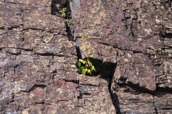 Pequeño Árbol Crece Una Roca — Foto de Stock