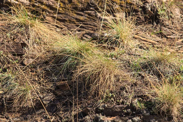 Zwischen Steinen Wächst Gras Das Foto Entstand Einem Sonnigen Tag — Stockfoto