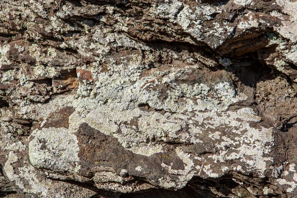 Hongos Una Piedra Vieja —  Fotos de Stock