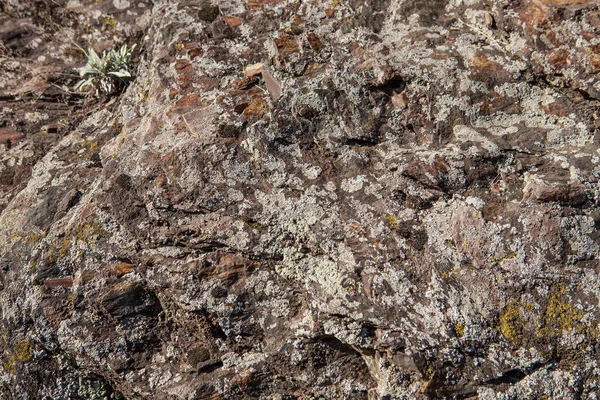 Hongos Una Piedra Vieja — Foto de Stock