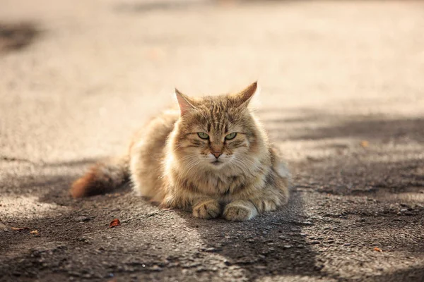 Fluffy Cat Lies Asphalt Sunny Day — Stock Photo, Image