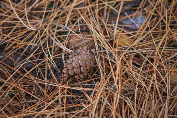 地面に落ちた針の間のピネコン — ストック写真