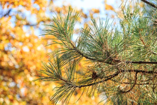Borovicová Větev Pozadí Podzimních Stromů — Stock fotografie
