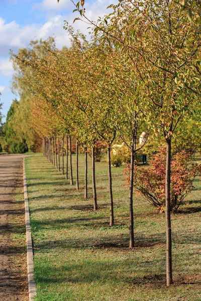 Aleya Árvores Jovens Outono Parque — Fotografia de Stock