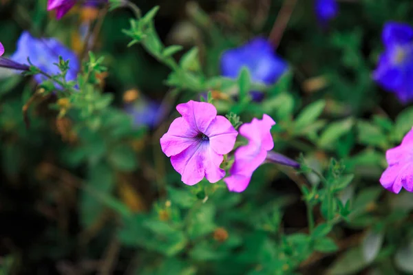 Petunienblüte Auf Dem Hintergrund Grüner Blätter — Stockfoto