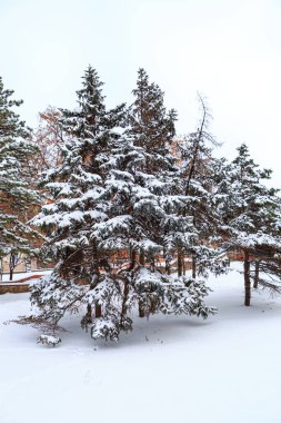 Bulutlu bir günde, kışın karla kaplı çimenler
