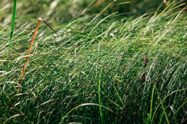 Uzun yeşil çimenler gün ışığında