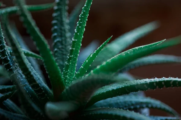 Mladé Aloe Okvětní Lístky Tmavém Pozadí — Stock fotografie