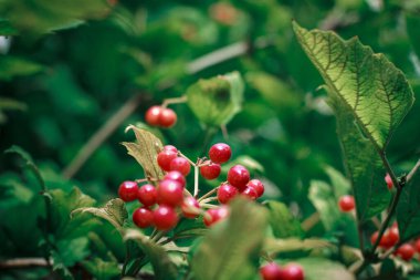 Parlak yeşil yapraklı kırmızı çilekler.