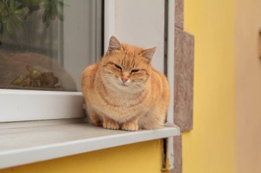 Kırmızı kedi pencere eşiğinde yatıyor.