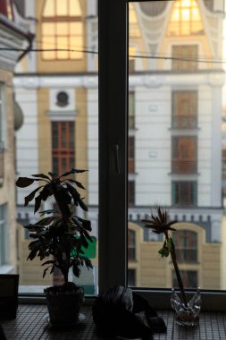 Şehirdeki pencere eşiğindeki kapalı bir çiçeğin silueti.