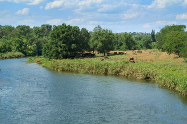 Nehir kıyısında güneşli bir günde otlayan inekler