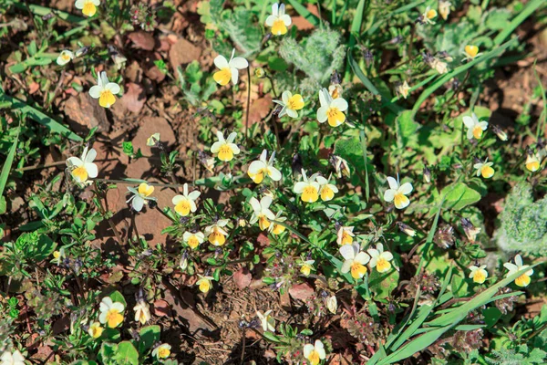 Żółte Małe Kwiaty Rosną Czerwonej Kamiennej Ziemi — Zdjęcie stockowe