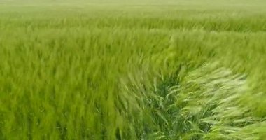 Sahadaki sivri uçların düzleştirilmesi onlar ilerlerken