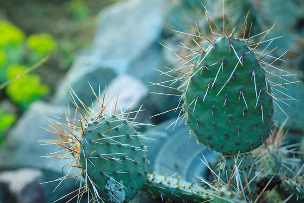 Feuilles Cactus Aiguillons Jaunes — Photo