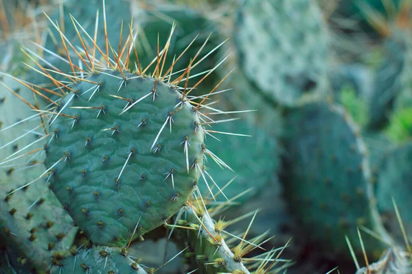 Liście Kaktusa Żółtymi Kolcami — Zdjęcie stockowe