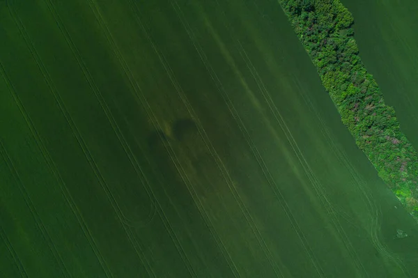 Forest belt in the middle of a green agricultural field from a bird\'s eye view