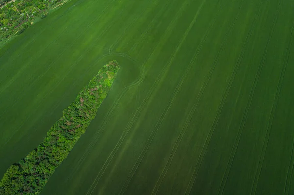 Bosgordel Het Midden Van Een Groen Landbouwveld Vanuit Vogelperspectief — Stockfoto