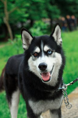 Farklı göz renklerine sahip Husky köpeğinin portresi