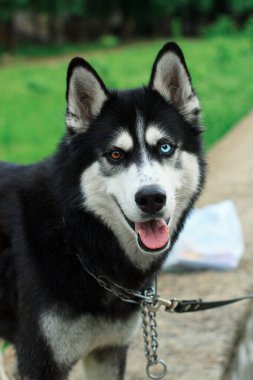 Farklı göz renklerine sahip Husky köpeğinin portresi