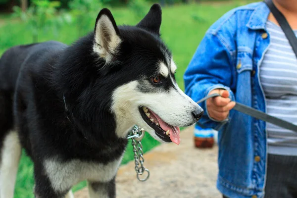 Porträtt Husky Hund Koppel — Stockfoto