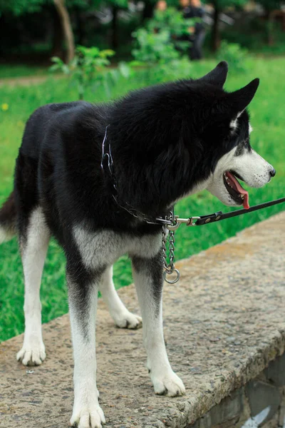 Husky Hund Koppel Tittar Bort — Stockfoto