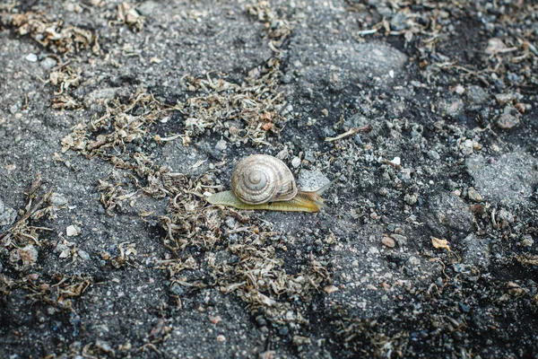 Caracol Rastejando Chão Depois Chuva — Fotografia de Stock