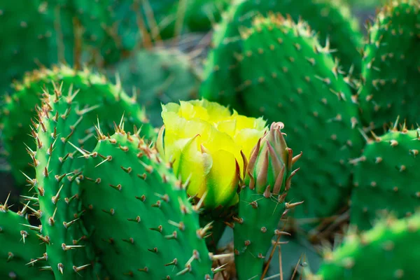 Fleurs Cactus Parmi Les Feuilles — Photo