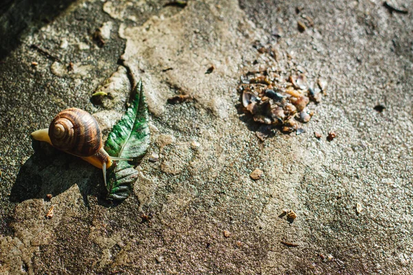 Caracol Rastejando Chão Depois Chuva — Fotografia de Stock