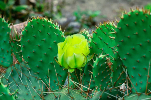 Fleurs Cactus Parmi Les Feuilles — Photo