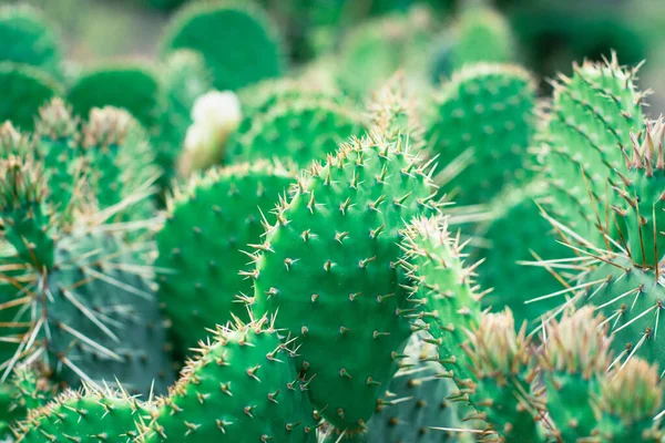 Kaktus Odchodzi Bliska Słoneczny Dzień — Zdjęcie stockowe