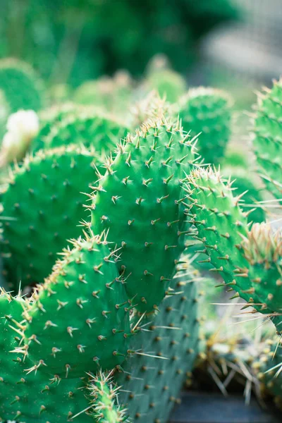 Cactus Deixa Close Dia Ensolarado — Fotografia de Stock
