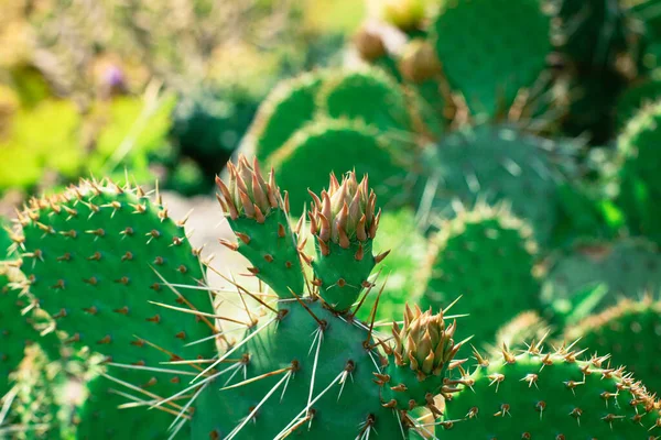 Niekwitnące Kwiaty Kaktusa Gałęzi — Zdjęcie stockowe