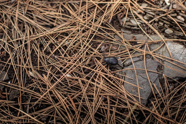 黒いカブトムシが松葉を這って — ストック写真