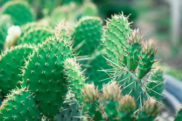 Fleurs Cactus Non Fleuries Sur Une Branche — Photo