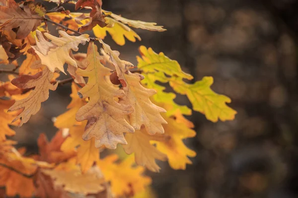 Frunzele Stejar Galben Toamna Fundalul Este Neclar — Fotografie, imagine de stoc