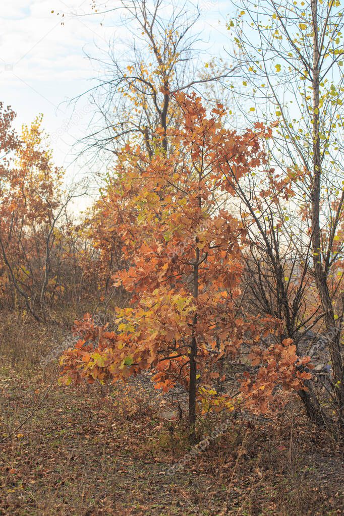 A small oak tree with yellowed leaves. A young oak tree in an autumn forest