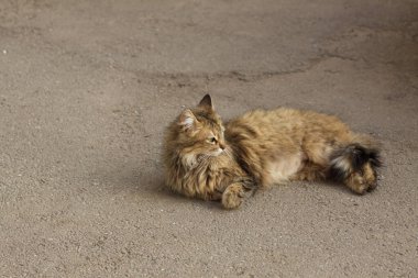 Pofuduk sokak kedisi eski kaldırımda yatıyor, kedi dinleniyor.