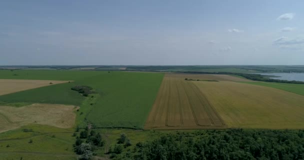 Bird Eye View Agricultural Fields Sunny Summer Day Лесные Полоски — стоковое видео
