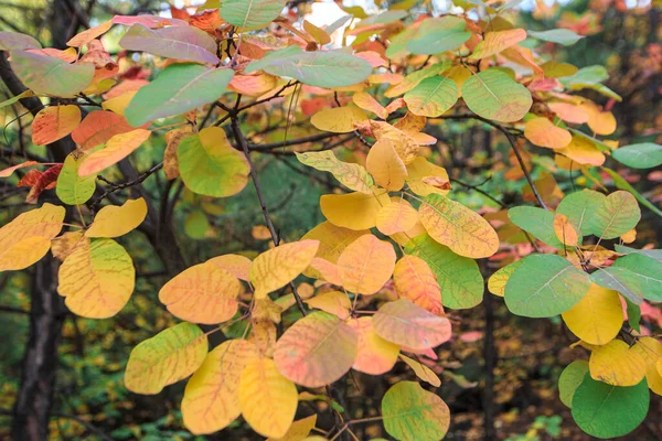 Folhas Outono Coloridas Galho Árvore Fora — Fotografia de Stock