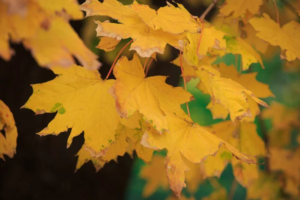 Folhas Outono Coloridas Galho Árvore Fora — Fotografia de Stock