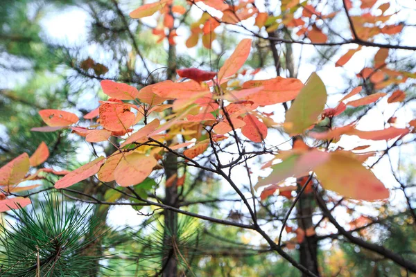 Feuilles Automne Colorées Sur Une Branche Arbre Extérieur — Photo