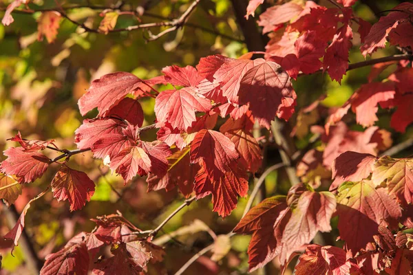 Outono Vermelho Parte Ramo Dia Ensolarado Brilhante — Fotografia de Stock